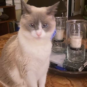 Meet your Posher, Carrie